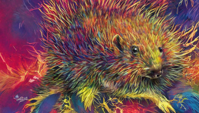 Places to Find the Echidna: Exploring the Habitats of the Little Spiny Anteater